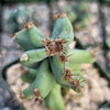 Monstrose Apple Cactus &