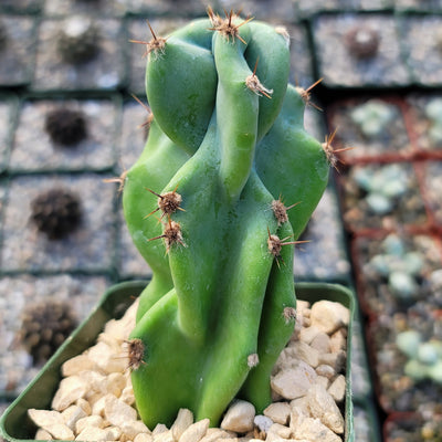 Monstrose Apple Cactus 'Cereus peruvianus monstrose'