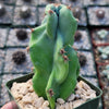 Monstrose Apple Cactus &