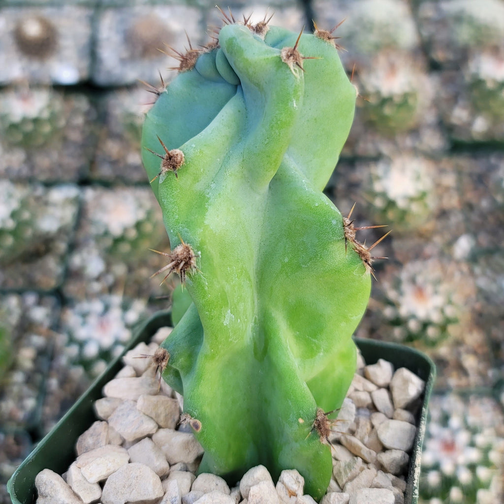 Monstrose Apple Cactus &