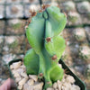 Monstrose Apple Cactus &