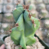 Monstrose Apple Cactus &