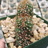 Cereus peruvianus single crested