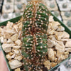 Cereus peruvianus single crested