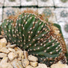 Cereus peruvianus single crested