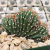 Cereus peruvianus single crested