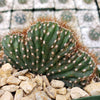 Cereus peruvianus single crested