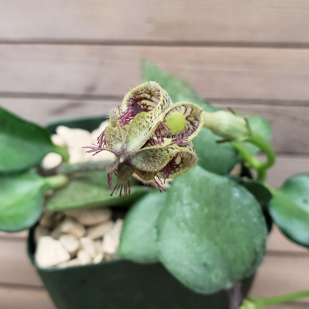 Ceropegia radicans