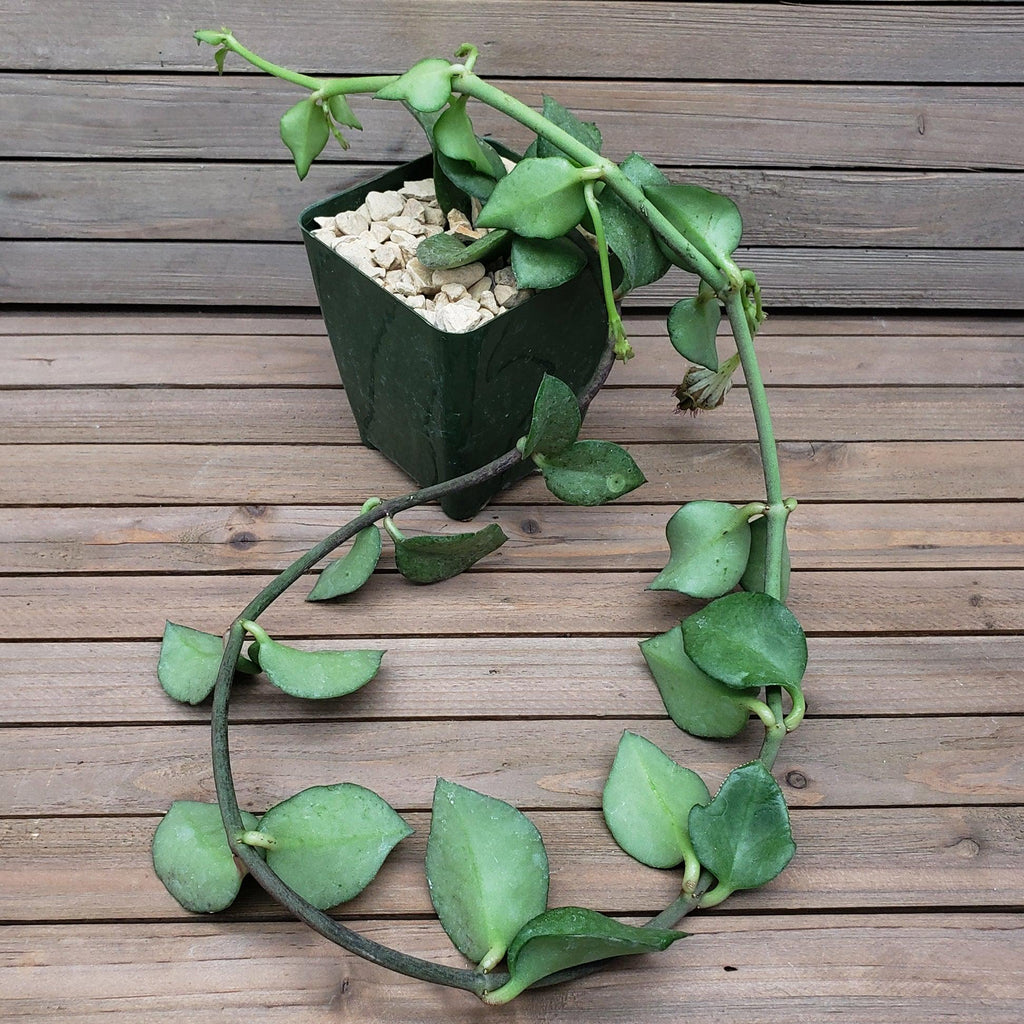 Ceropegia radicans