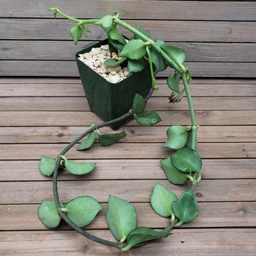 apocynaceae succulent Buy Must-Have Ceropegia Radicans Succulent Plant
