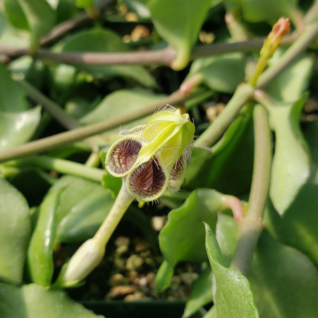 Ceropegia radicans