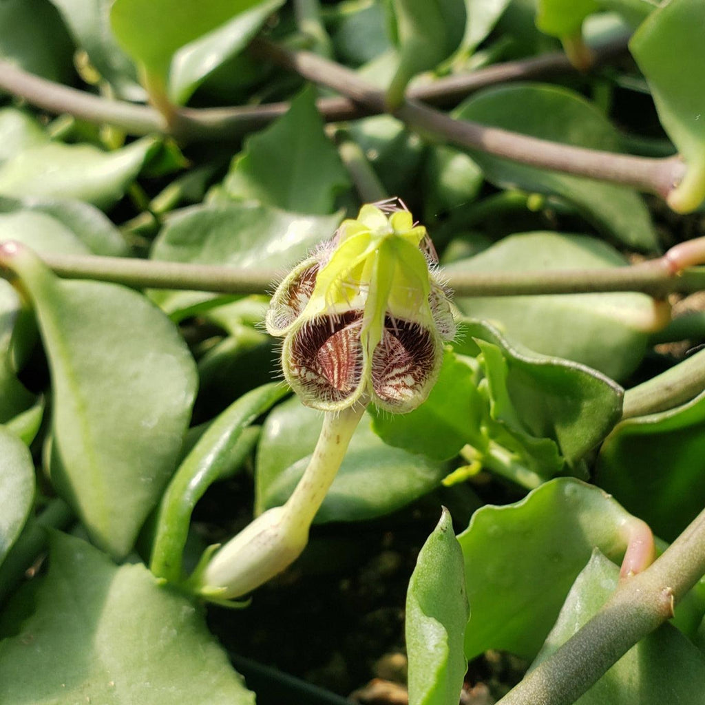 Ceropegia radicans