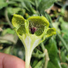 Ceropegia sandersonii