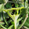 Ceropegia sandersonii