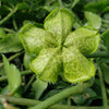 Ceropegia sandersonii