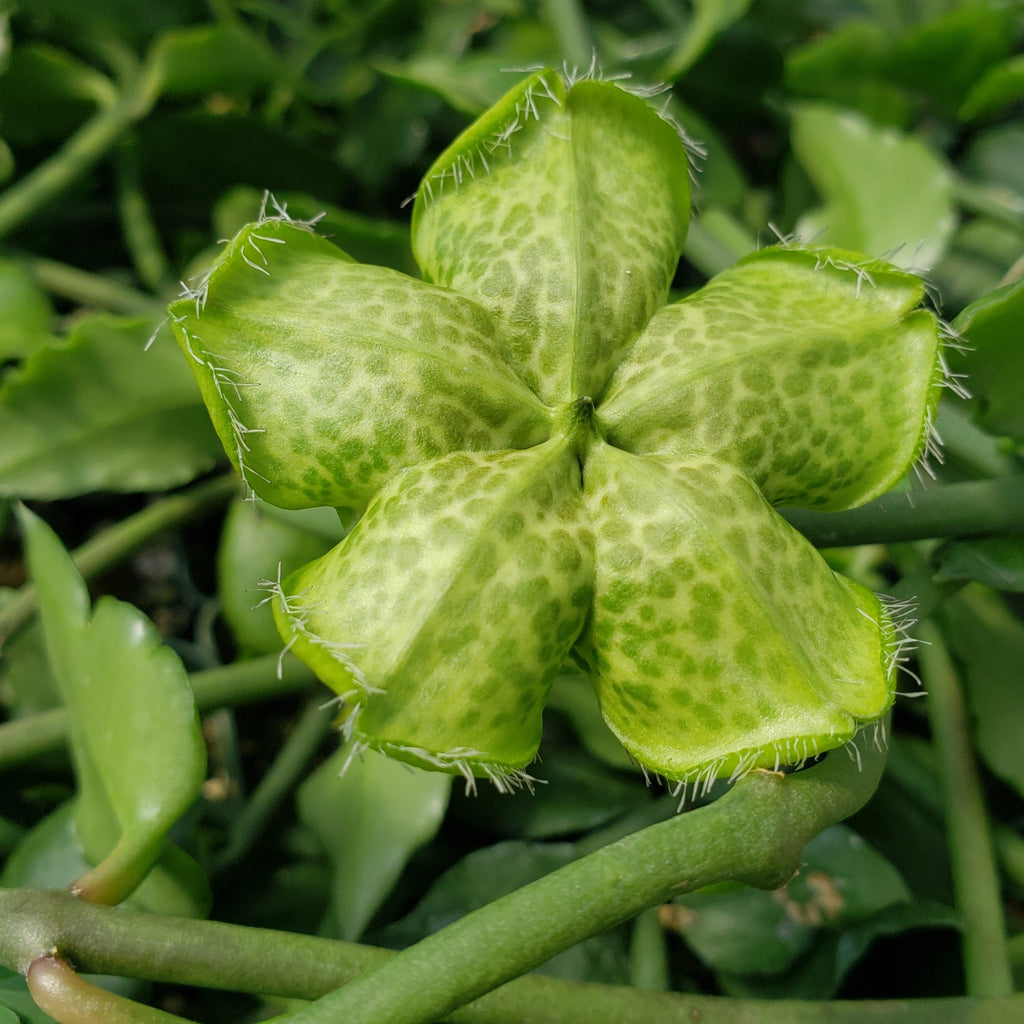Ceropegia sandersonii