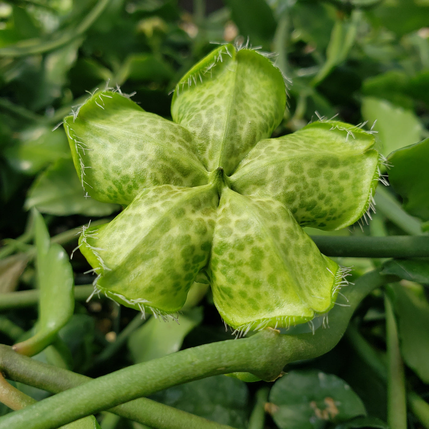 plant with star shaped seed pods Shop For Ceropegia Sandersonii | Flowering Succulent
