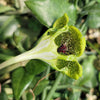 Ceropegia sandersonii