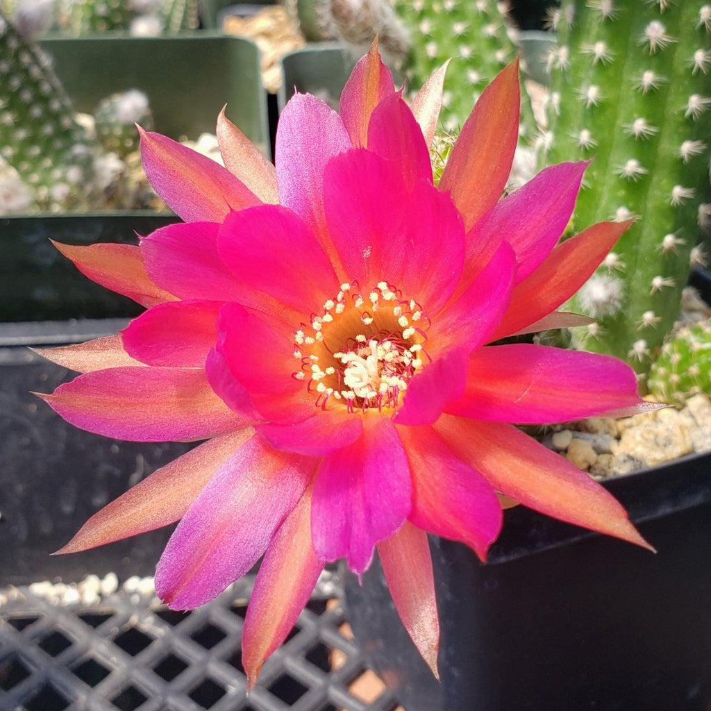 Echinopsis Rose Quartz