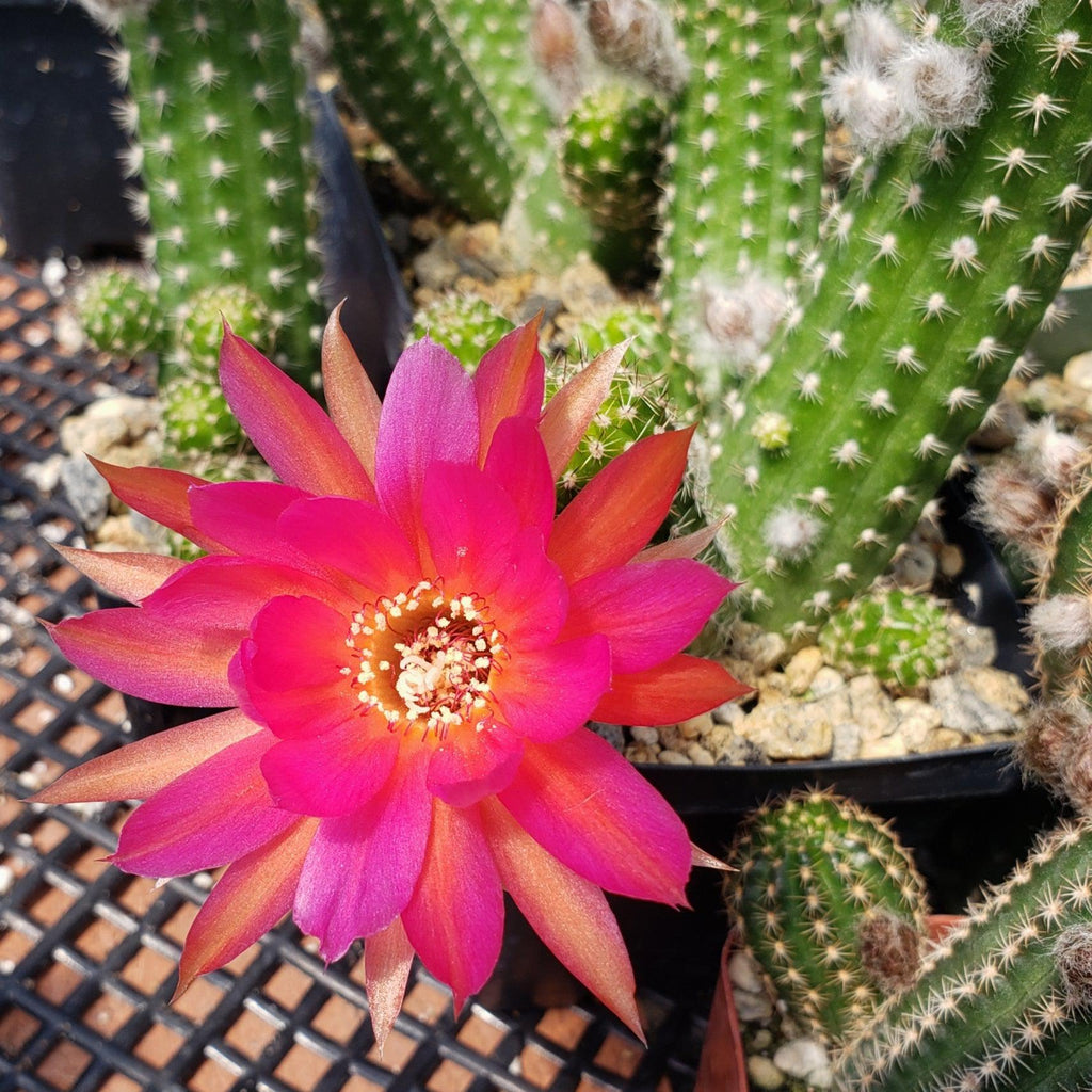 Echinopsis Rose Quartz