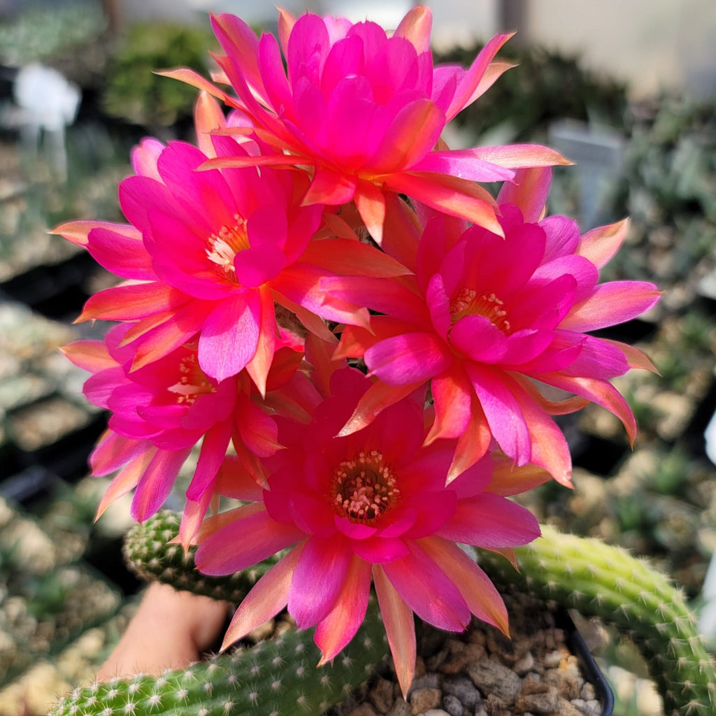 Echinopsis Rose Quartz