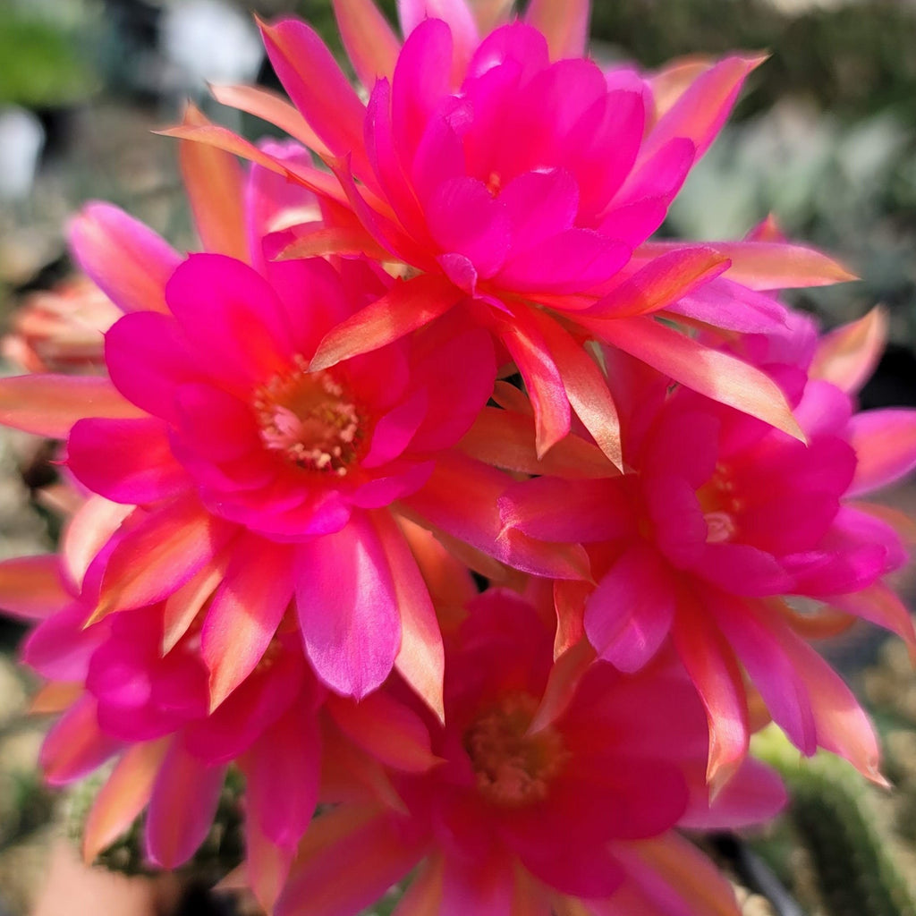 Echinopsis Rose Quartz