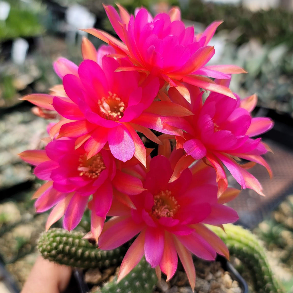 Echinopsis Rose Quartz