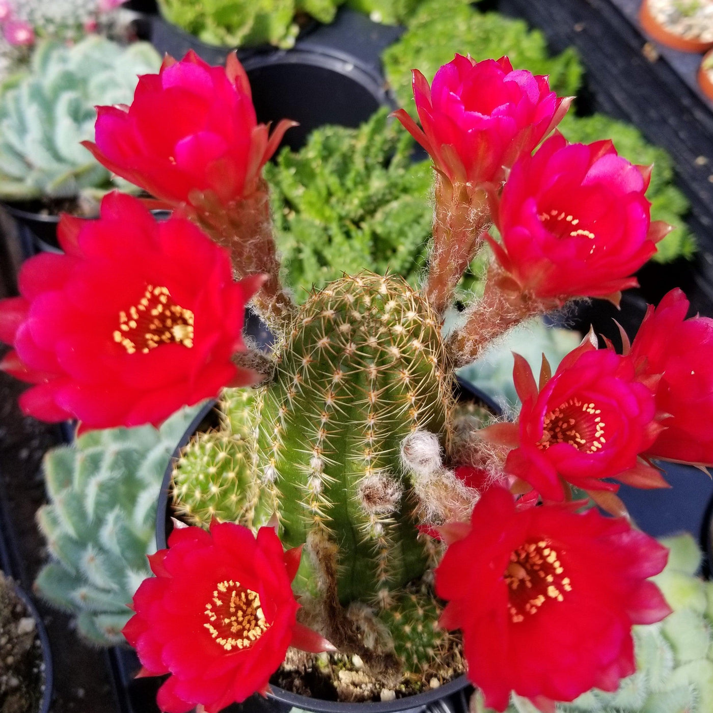 rose quartz succulent Echinopsis ‘Rose Quartz’ 4" Pot