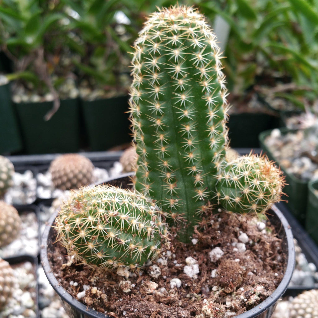 Echinopsis Rose Quartz