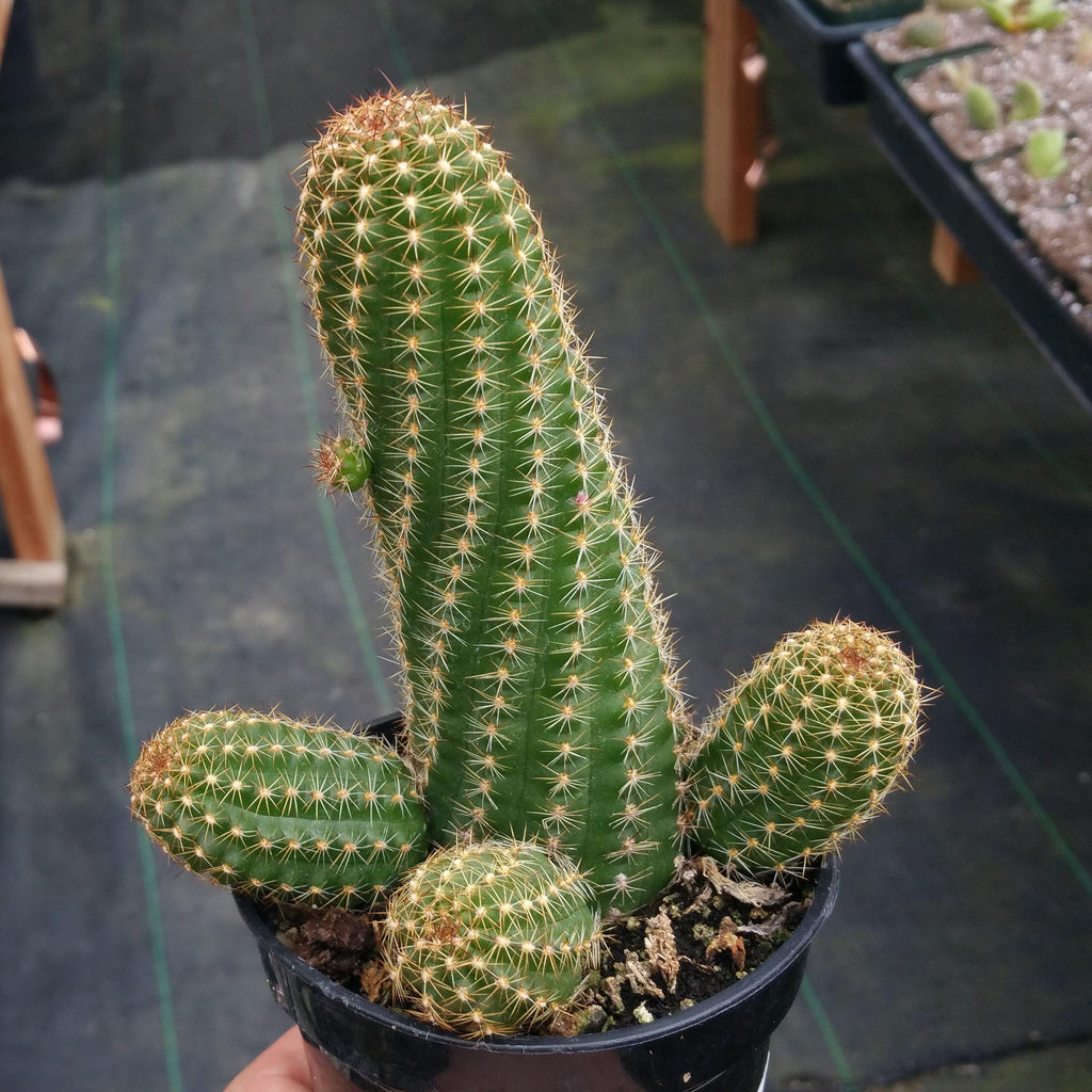 Echinopsis Rose Quartz