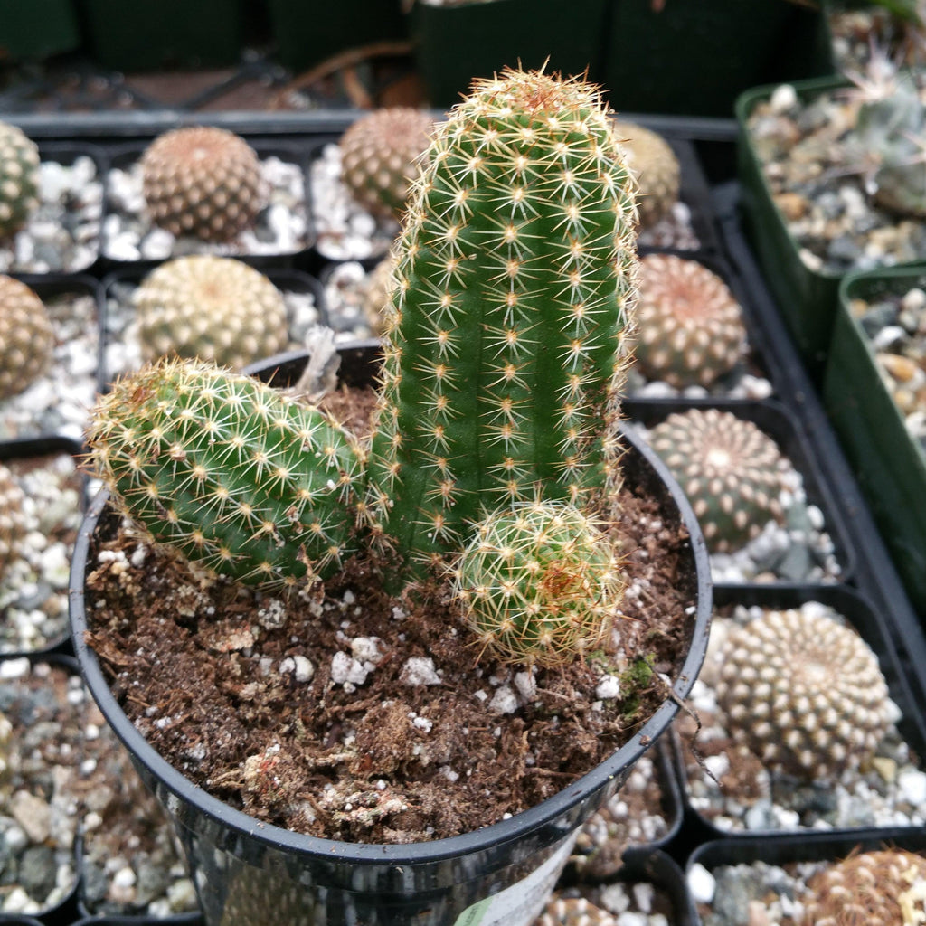 Echinopsis Rose Quartz