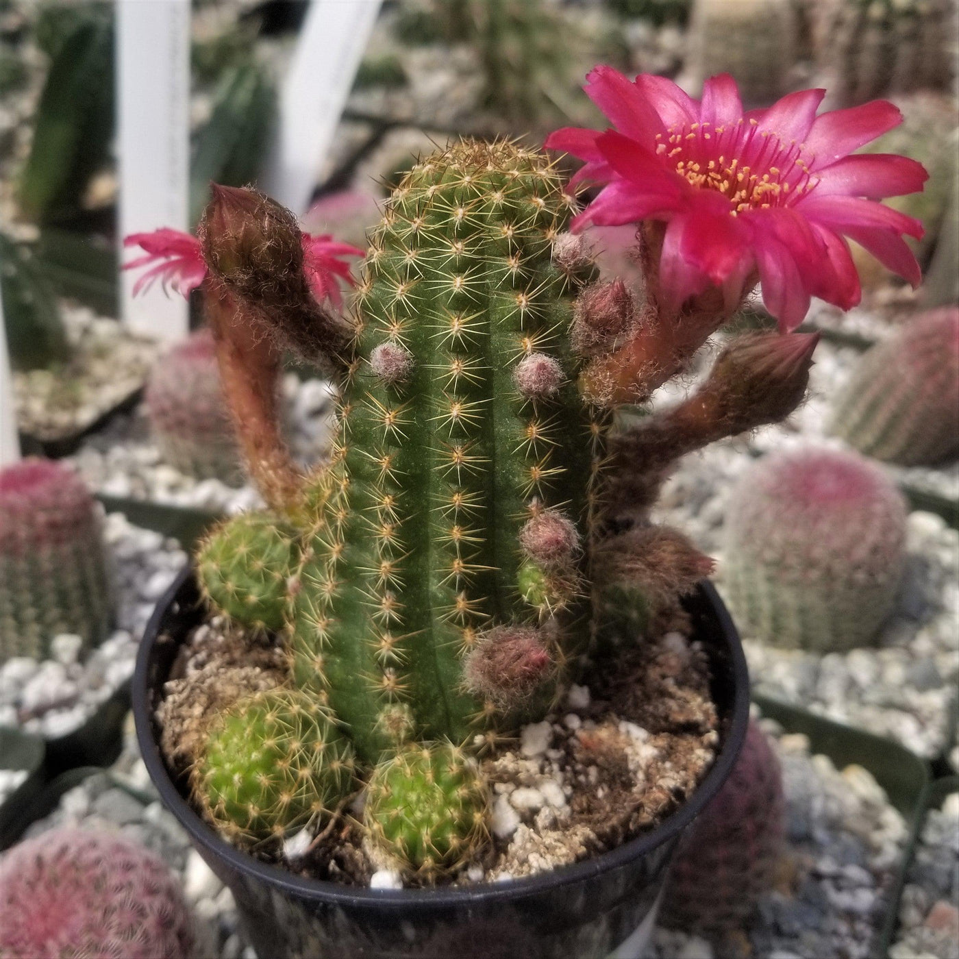 rose quartz succulent Shop 'Echinopsis Rose Quartz' Care & Growing Guide
