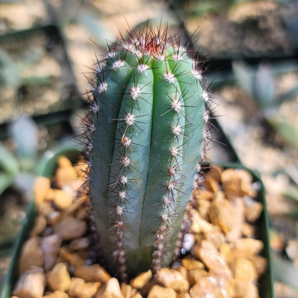 Cipocereus bradei