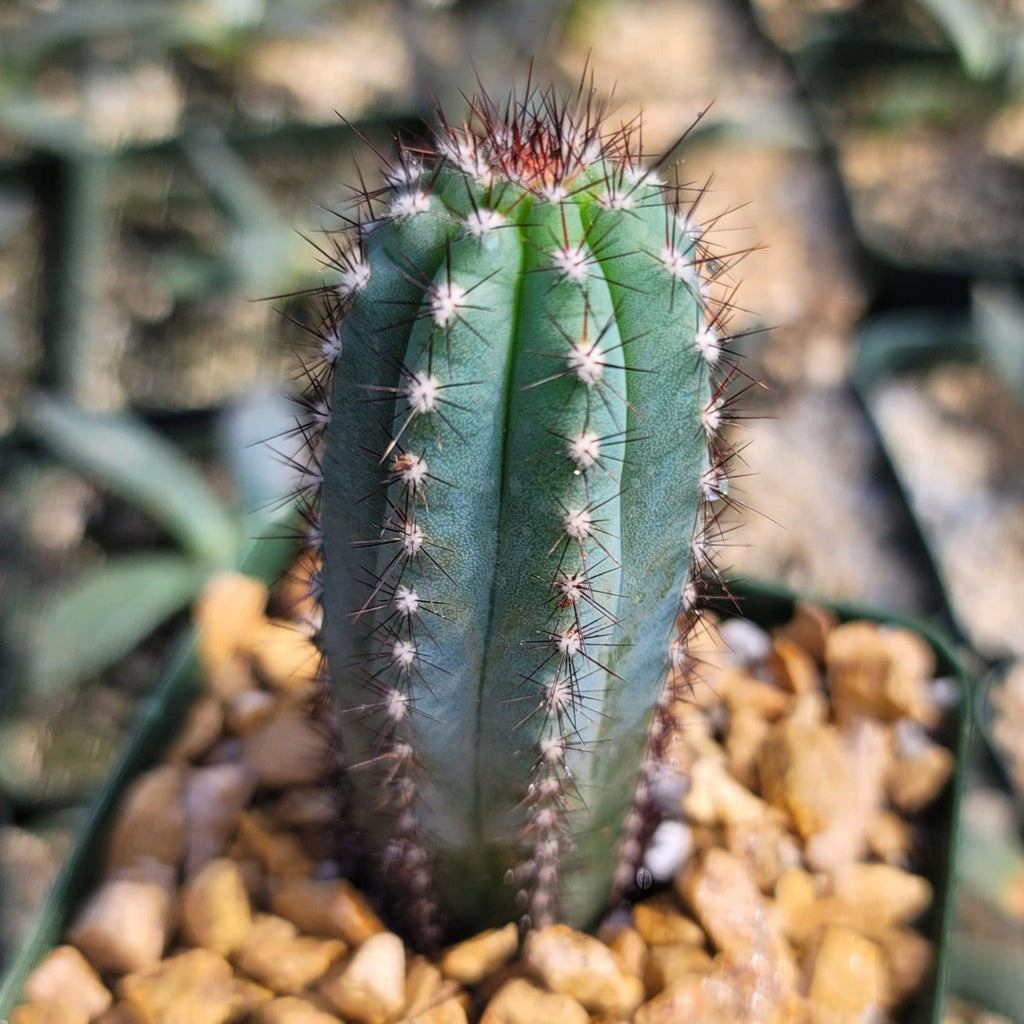 Cipocereus bradei