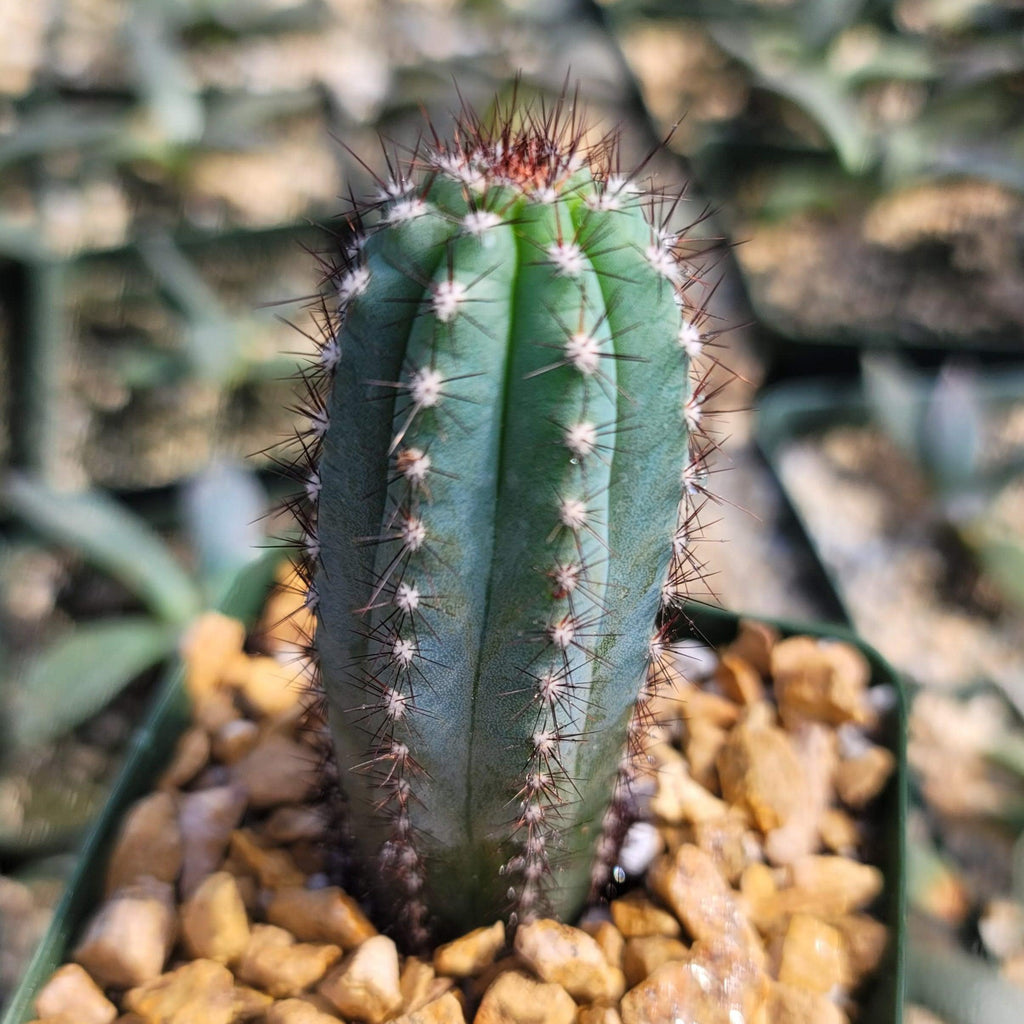 Cipocereus bradei