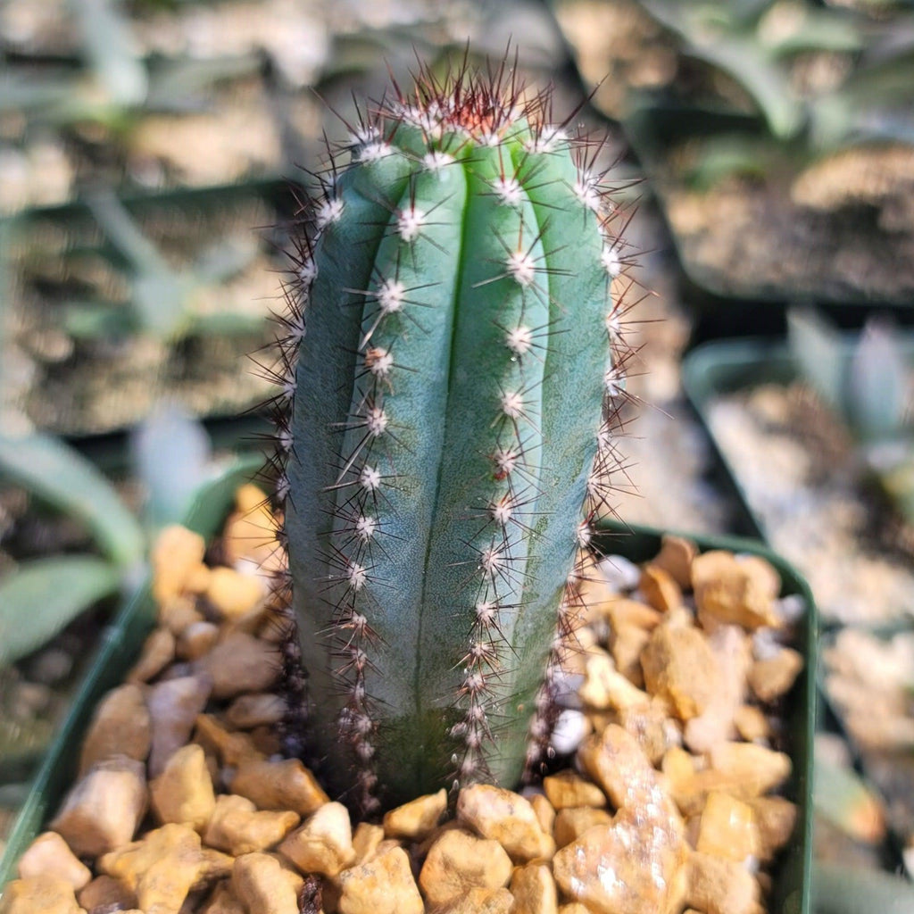 Cipocereus bradei