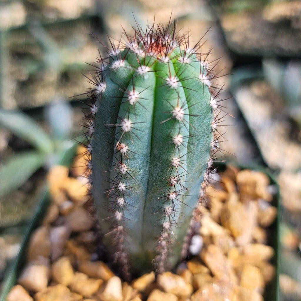 Cipocereus bradei