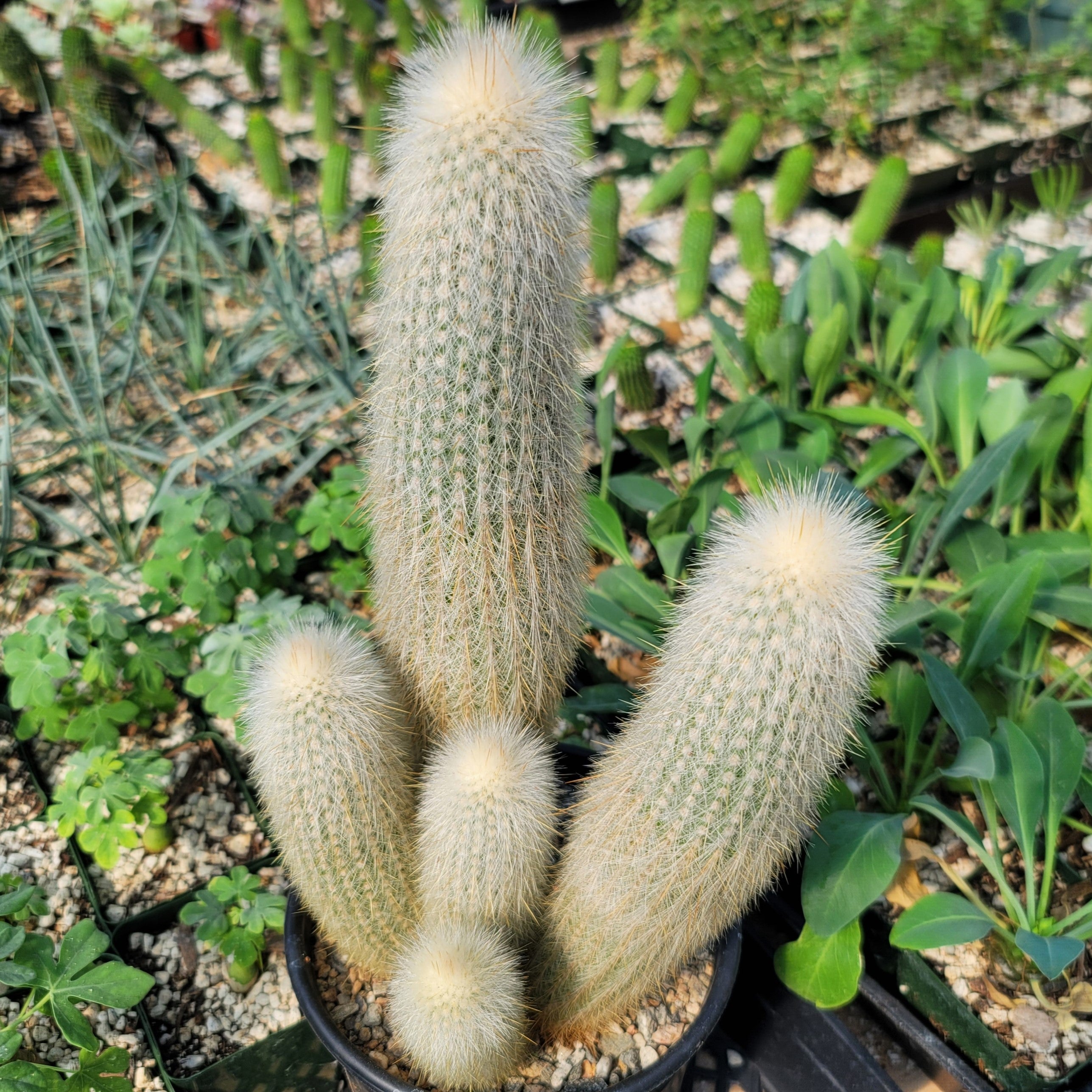 Silver Torch Cluster 'Cleistocactus strausii'