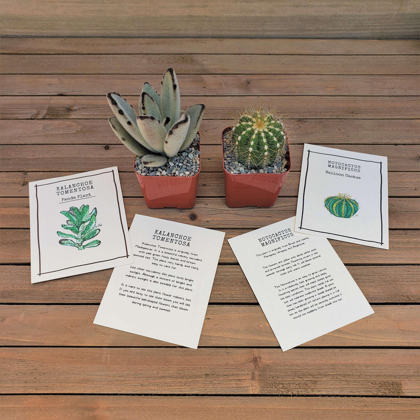 plant seed subscription box 1 Cactus Subscription Box (Growing Kit) – Planet Desert