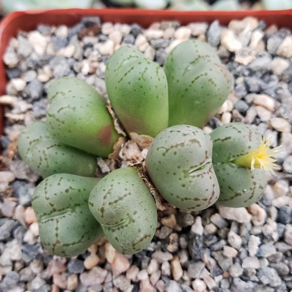 Conophytum uviforme