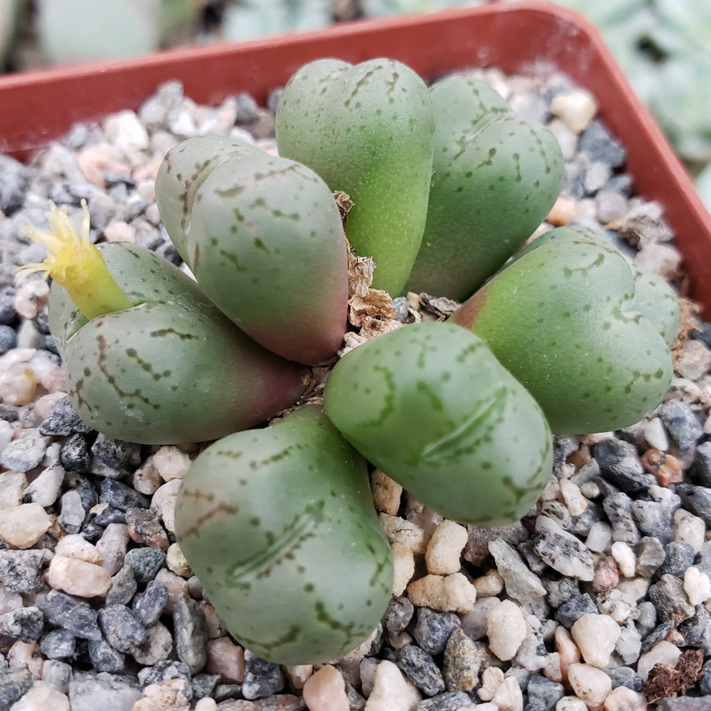 Conophytum uviforme