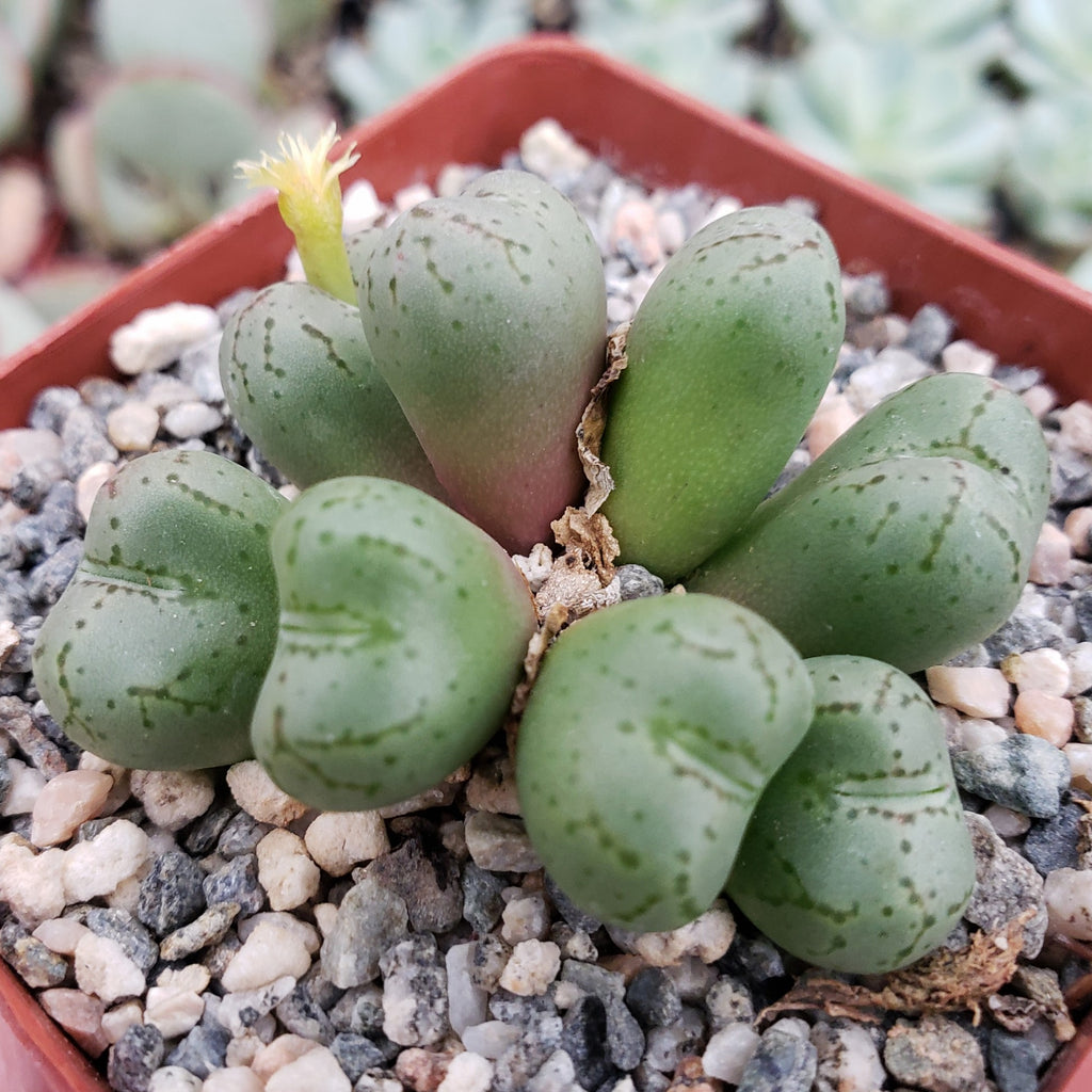 Conophytum uviforme