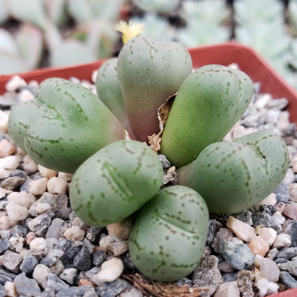 Conophytum uviforme