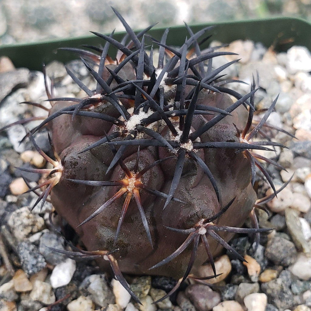 Copiapoa dura