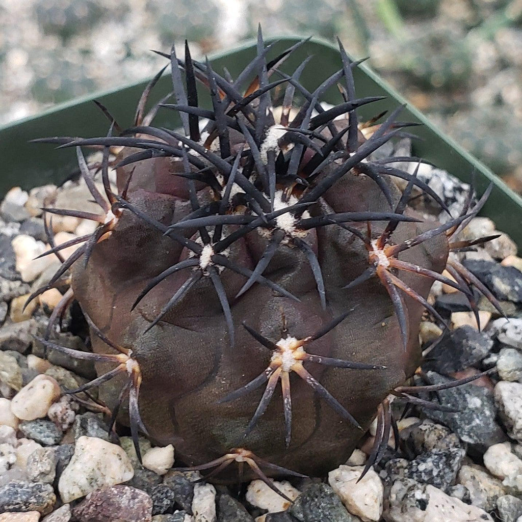 Copiapoa dura