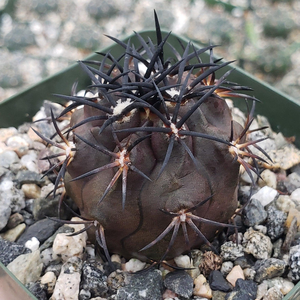 Copiapoa dura