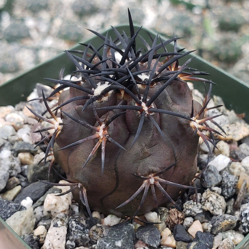 Shop 'Copiapoa dura' Care & Growing Guide | Planet Desert