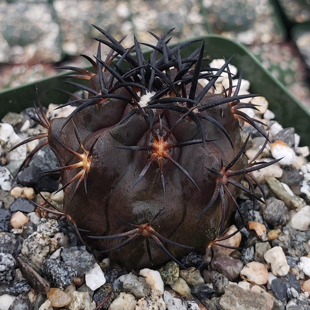 Copiapoa dura