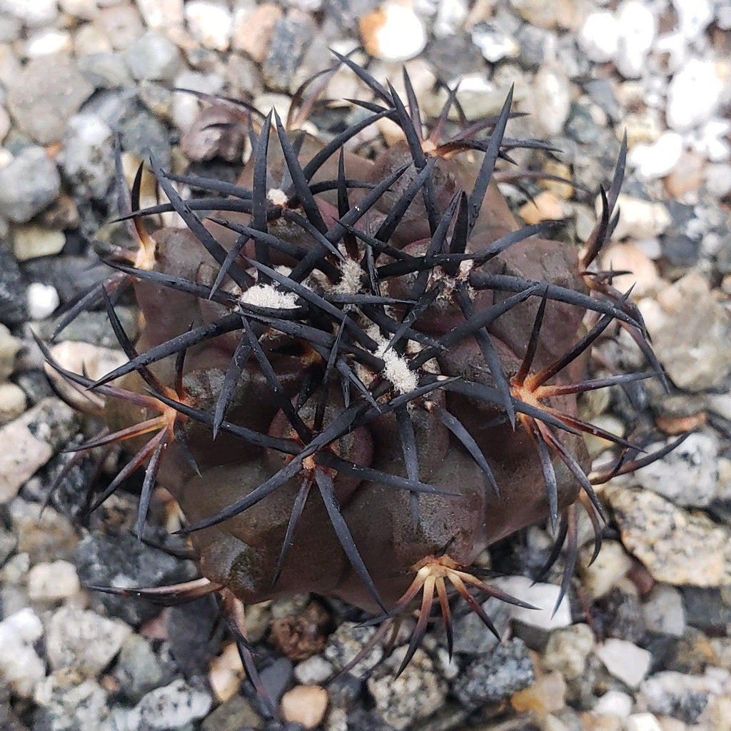 Copiapoa dura