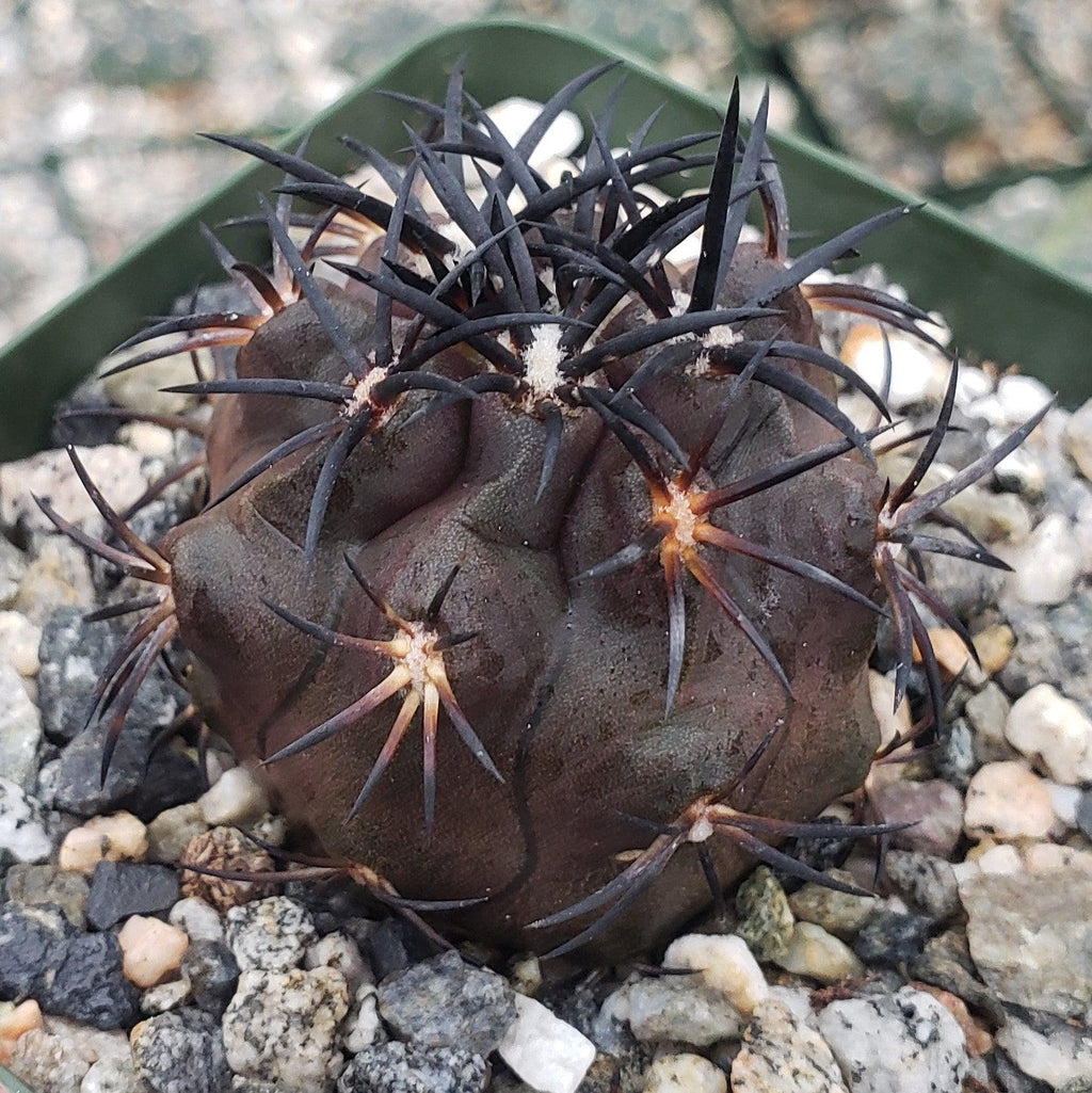 Copiapoa dura